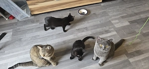 BKH Britisch Kurzhaar Kitten abzugeben  Bild 5