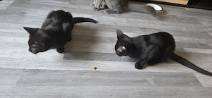 BKH Britisch Kurzhaar Kitten abzugeben  Bild 4