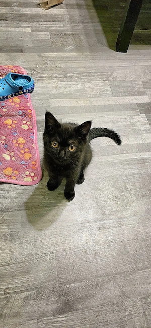 BKH Britisch Kurzhaar Kitten abzugeben  Bild 3