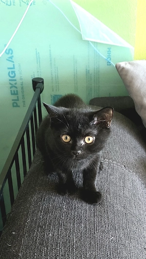 BKH Britisch Kurzhaar Kitten abzugeben  Bild 1
