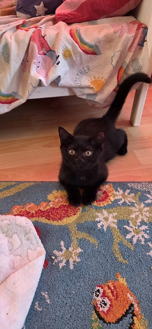 BKH Britisch Kurzhaar Kitten abzugeben  Bild 2