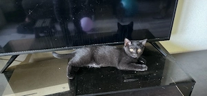 BKH Britisch Kurzhaar Kitten abzugeben  Bild 6
