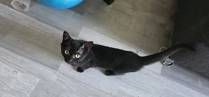 BKH Britisch Kurzhaar Kitten abzugeben  Bild 7