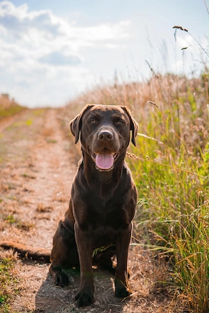 Wunderschöne Aussiedor  Leopard Labrador Welpen mit Ahnenpass Bild 5
