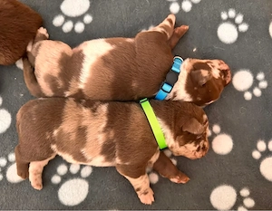 Wunderschöne Aussiedor  Leopard Labrador Welpen mit Ahnenpass Bild 3