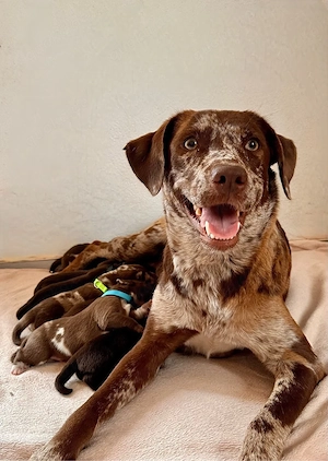 Wunderschöne Aussiedor  Leopard Labrador Welpen mit Ahnenpass