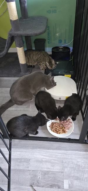 BKH Britisch Kurzhaar Kitten abzugeben  Bild 9