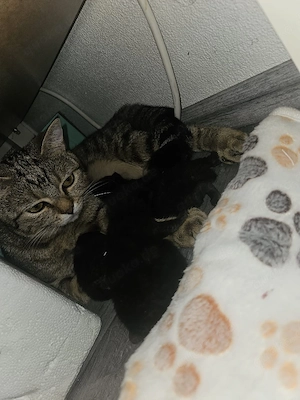 BKH Britisch Kurzhaar Kitten abzugeben  Bild 8