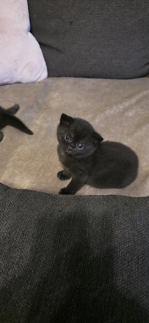 BKH Britisch Kurzhaar Kitten abzugeben  Bild 10
