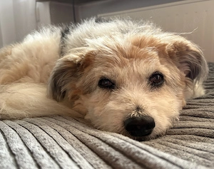 Leni, PS 91564 Neuendettelsau, Gnadenplatz gesucht, ist eine liebe und entspannte Hündin
