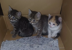 Süße Babykatzen