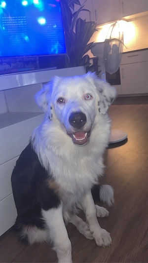 liebe volles zuhause für Eisbär gesucht
