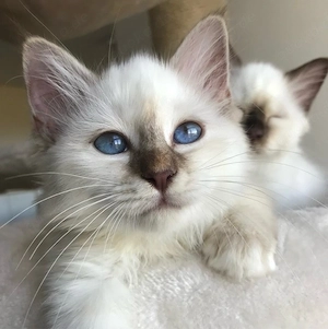 Heilige Birma Kitten mit STAMMBAUM