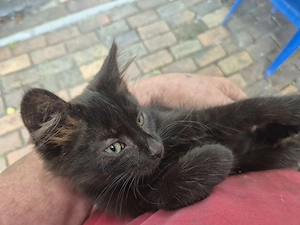 Kleiner schwarzer Kater