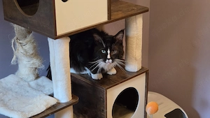 Notfall Maine Coon sucht zu Hause für immer