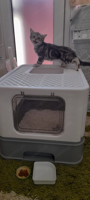 BKH kitten