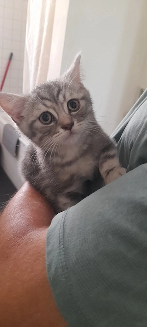 BKH kitten