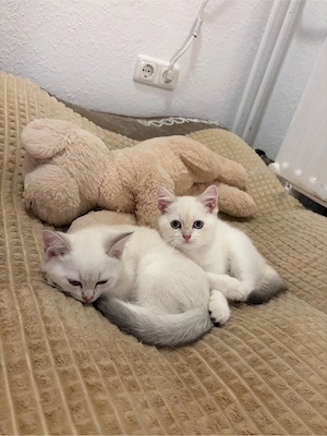 BKH auszugsbereit   Kater