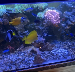Meerwasseraquarium Komplettanlage mit Technik & Besatz   120 cm