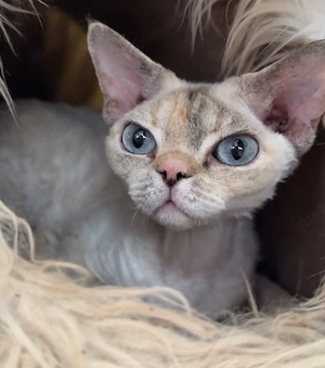 Devon Rex Katze 