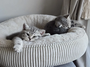 12 wochen alte BKH Britisch Kurzhaar Kitten Baby Kätzchen 