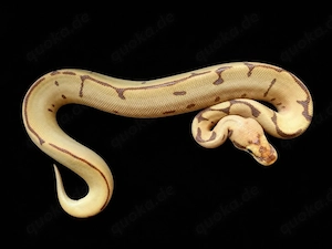 1.0 Banana Leopard Spider NR.Mandarin pos. OD,YB