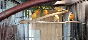 Kanarienvögel Bild 2