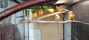 Kanarienvögel Bild 3
