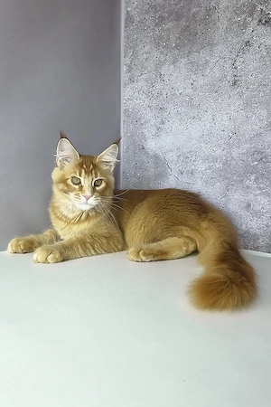 Wunderschöne, 4 Monate alte Maine Coon sucht ein Zuhause für immer.   