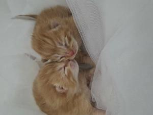 Zwei süße Katzen Babys suchen ein liebevolles Zuhause!