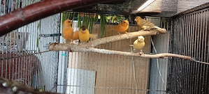 Kanarienvögel Bild 4