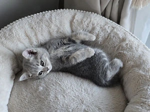 BKH Babykitten