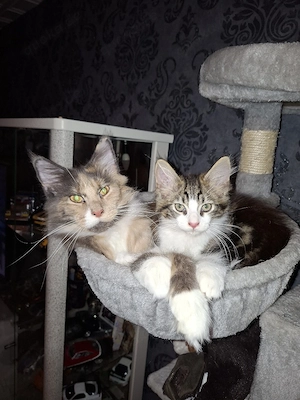 XL Maine Coon Kitten nur noch 1 Kater