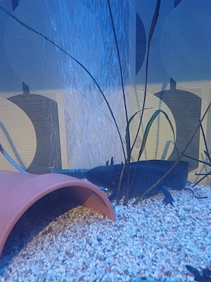 4 Axolotl zu verkaufen 