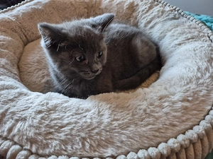 Wunderschöne Kitten abzugeben