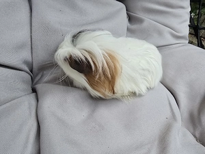 Meerschweinchen abzugeben 