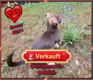 7 kleine zuckersüße Chihuahua Mix Welpen kleinbleibend