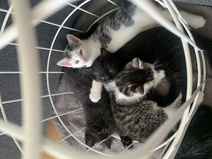 Kitten (2 Mädchen und 3 Kater) und Mutterkatze
