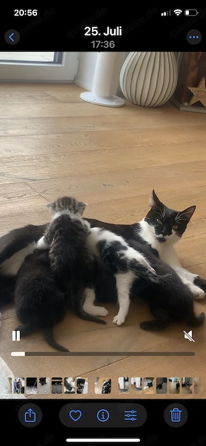 Kitten (2 Mädchen und 3 Kater) und Mutterkatze
