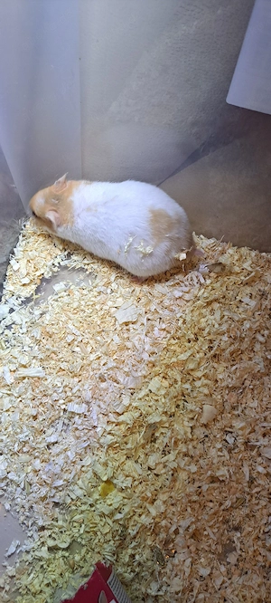 Hamster 3 Monate alt Bild 3