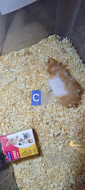 Hamster 3 Monate alt Bild 5