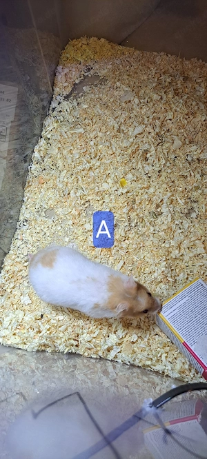 Hamster 3 Monate alt Bild 2