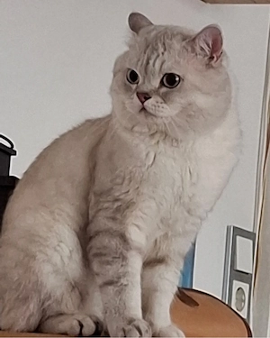 Bkh Deckkater 