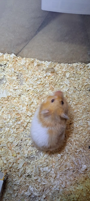 Hamster 3 Monate alt Bild 4