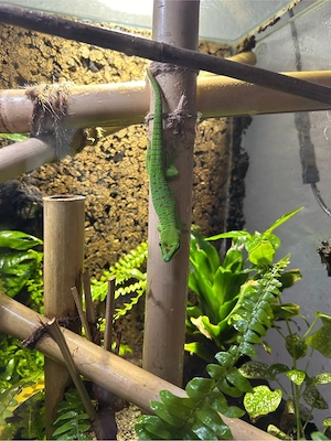 Phelsuma grandis