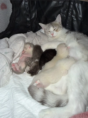 Süße Katzenbabys suchen zuHause für immer 