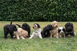 Goldendoodle Welpen F1 medium