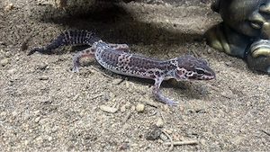 leoparden geckos Bild 1
