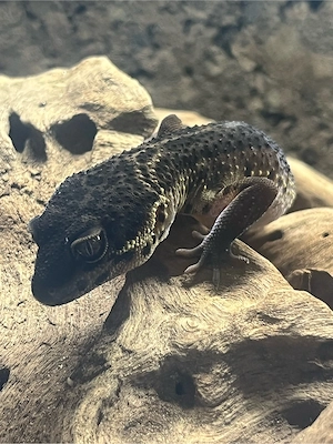 leoparden geckos Bild 2