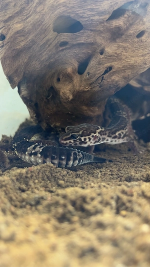 leoparden geckos Bild 4